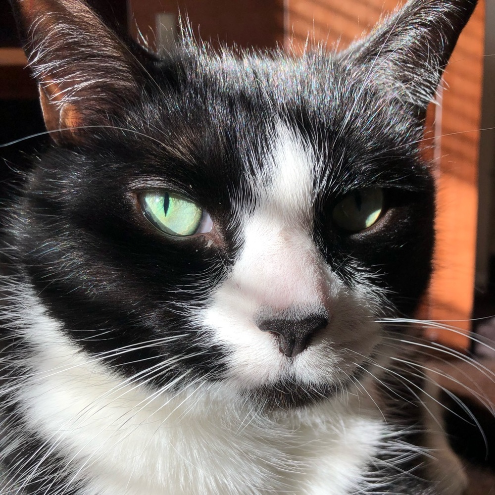 Meet your Posher, Monroe